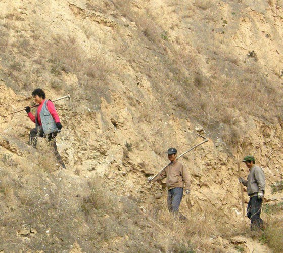 雖沒(méi)有十里桃林，漫山遍野的灼灼芳華。但我們有萬(wàn)畝國(guó)家級(jí)標(biāo)準(zhǔn)化油橄欖種植示范基地，漫山遍野，香氣撲鼻。畝是中國(guó)市制土地面積單位，一畝等于六十平..
