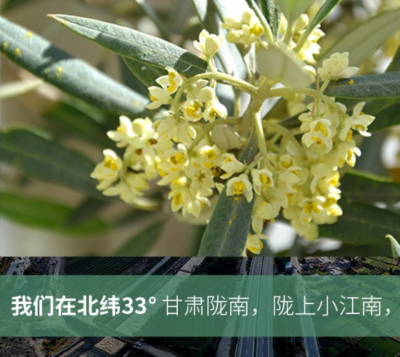 武都的氣候、土壤等與地中海沿岸極其相似，同處于世界頂級(jí)油橄欖黃金生產(chǎn)帶（32°58--33°36）年平均氣溫為14.7°，年日照時(shí)數(shù)1911..